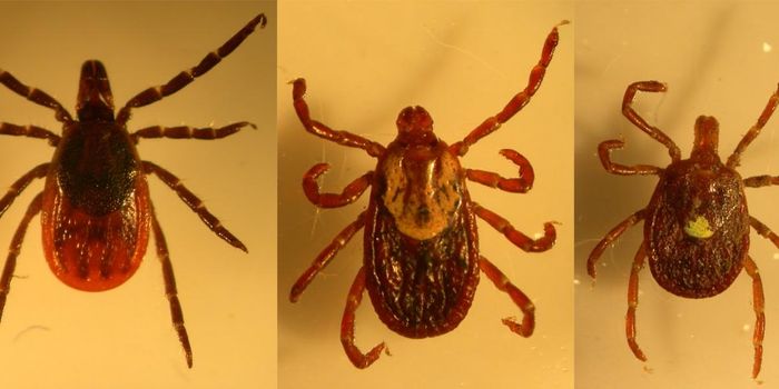 Ticks May Spread Multiple Diseases in One Bite