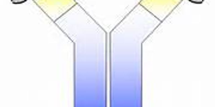 Bayer-arGen-X Collaboration Aims at Addressing Complex Targets with Antibodies