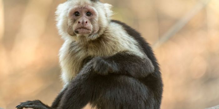 What to Know About the Recent Monkeypox Outbreak