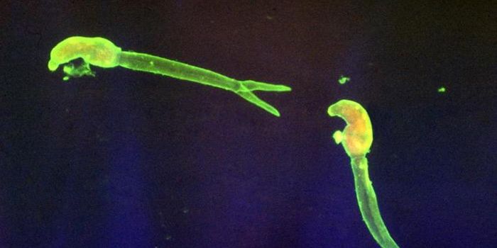 Bringing Attention to a Neglected Disease