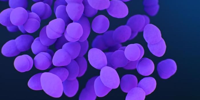 A High-Fiber Diet Lowers Antibiotic Resistance in Gut Microbes