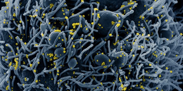 Revealing New Details About the Coronavirus Infection Process