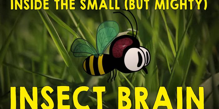 Insect Brains: Size Does Not Equal Complexity