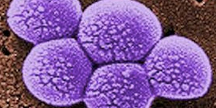 Designer Cells Sense & Destroy MRSA