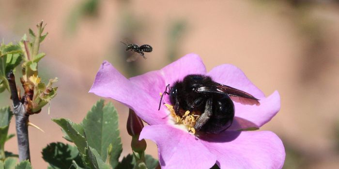 Will Reduced Protected Lands in Utah Impact Local Bee Biodiversity?