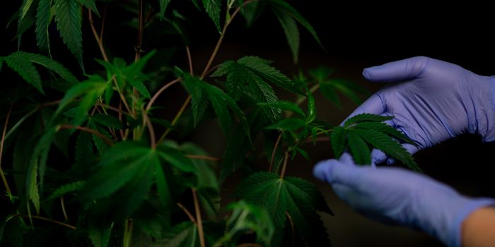 University of Washington studies potential health risks of working in the cannabis industry