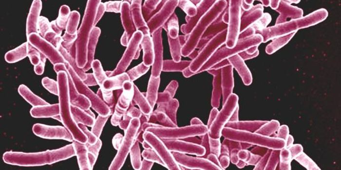 Potential new Target for Fighting Pathogenic Bacteria Discovered