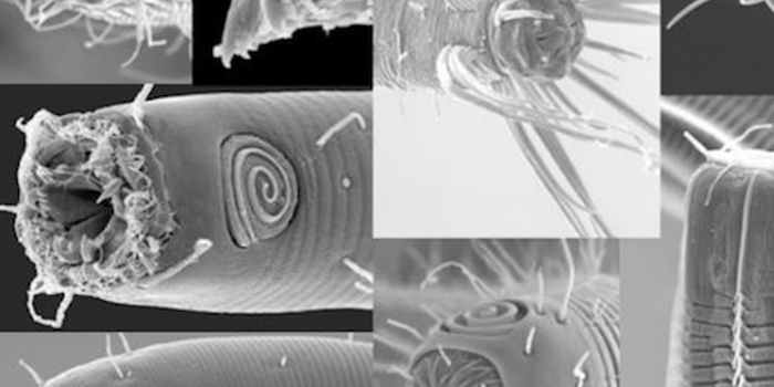 The Microbiome of Nematodes Reveals Their Diversity