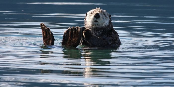 California's coastal biodiversity is under threat