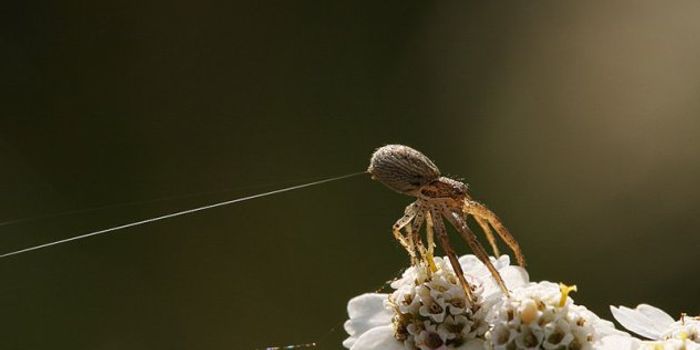 These Spiders Flew Hundreds of Miles Across the Ocean to Get to an Island