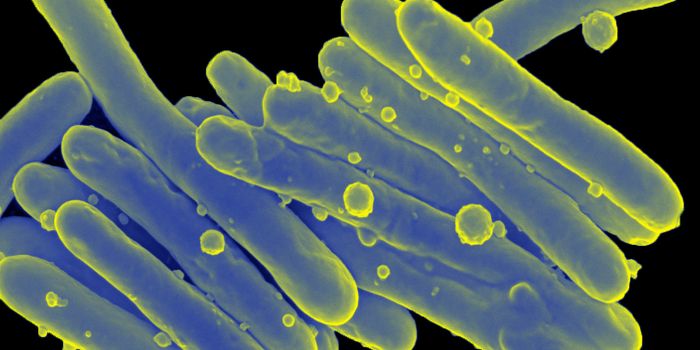 Better Know a Microbe: M. leprae