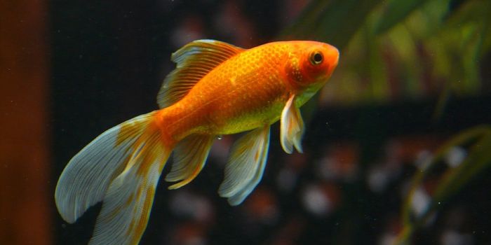 What Makes a Species Invasive?