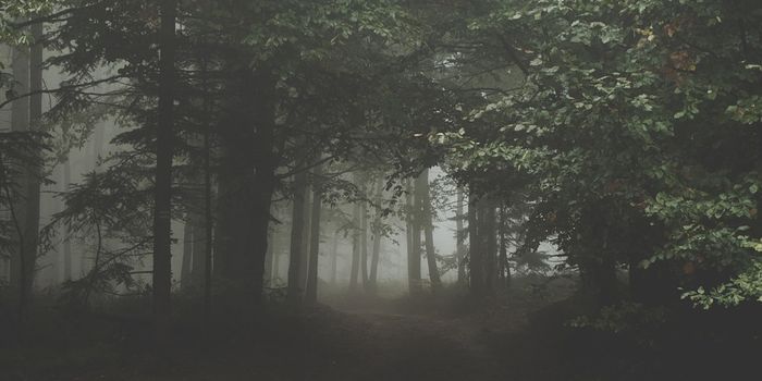 What drives carbon storage in forests?