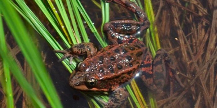 Elusive Red-Legged Frog is Making a Comeback in Yosemite