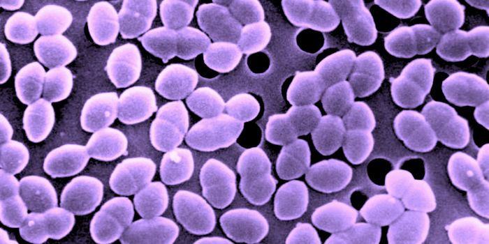 Drug-Resistant Microbes Persist in Hospitals After Deep Cleaning