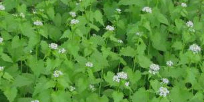 Controlling Deer Populations May Help Native Plant Species 