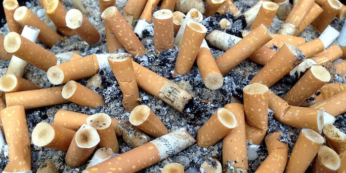 Littered Cigarette Butts are Harmful to Plants