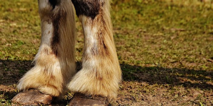 Horses Sport Hooves, But Still Have Traces of Toes