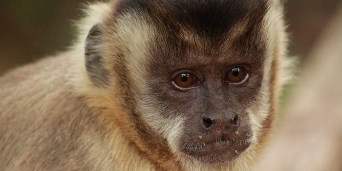 Monkeys, not humans, made the oldest stone tools in Brazil