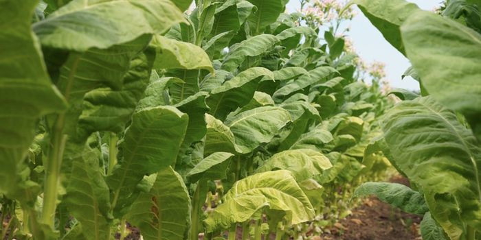 Increasing Plant Growth & Extending Produce Shelf Life With Gene Editing