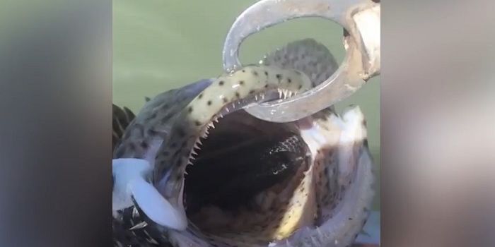 Fisherman Finds Live Venomous Snake in Cod's Mouth