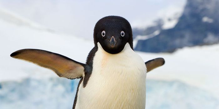 Losing Flight Makes Better Swimmers