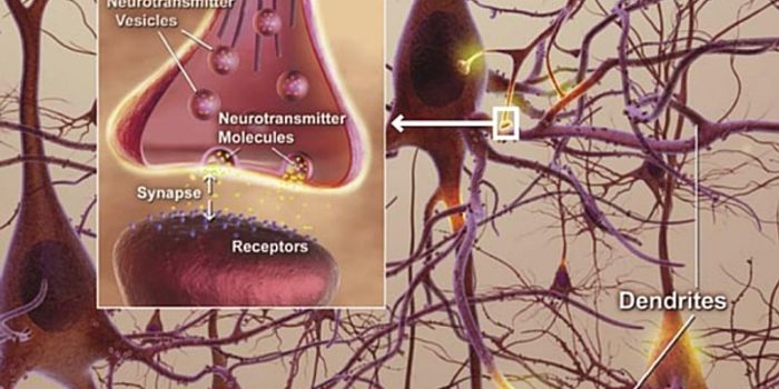 Fewer Synapses in the Brain