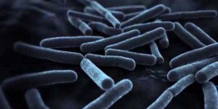 Using Genomics to Study Bacterial Evolution and More