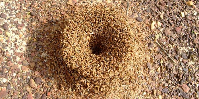 Anthills Are Just the Tip of the Iceberg