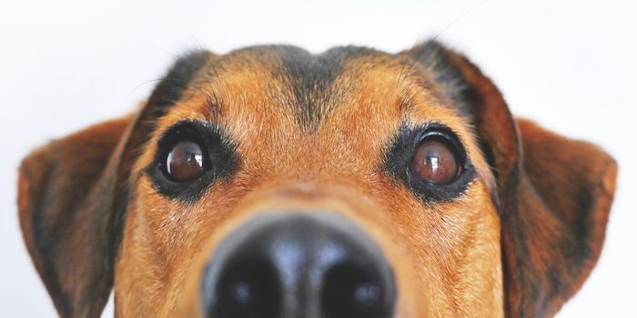 CBD Oil for Dogs May Ameliorate Seizures, Study Finds