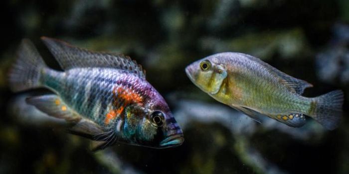 Groups Led by Dominant Males Are Less Cooperative