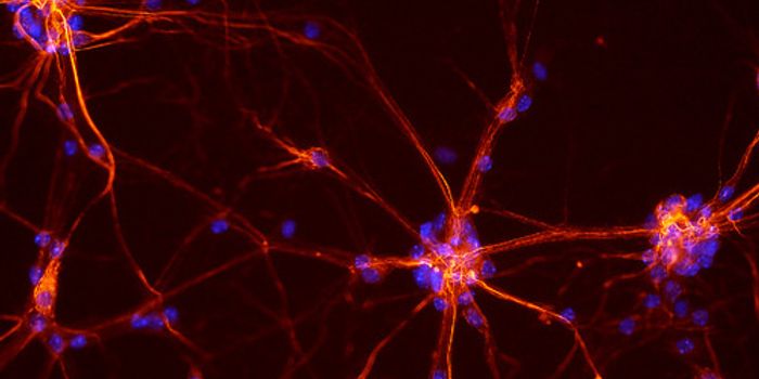 Link Between Cocaine Addiction & Mitochondria is Discovered