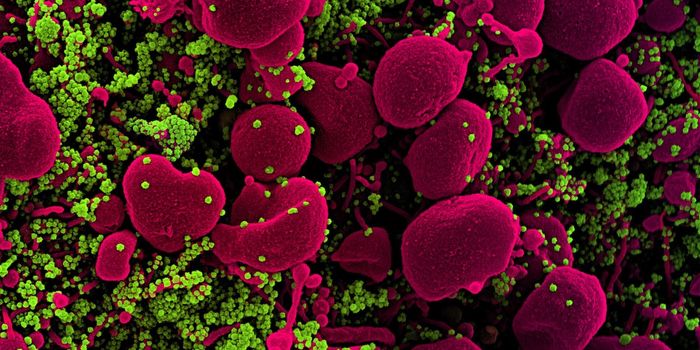 Two Studies Describe Powerful Antibodies That Neutralize SARS-CoV-2