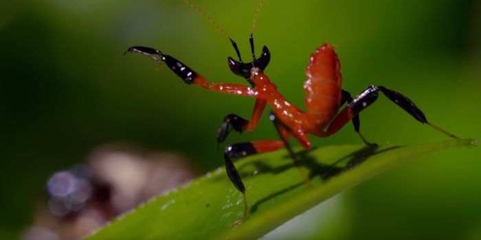 This Mantis Uses Kung Fu Stances to Intimidate Predators