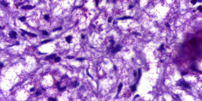 How Leprosy Hijacks the Immune System