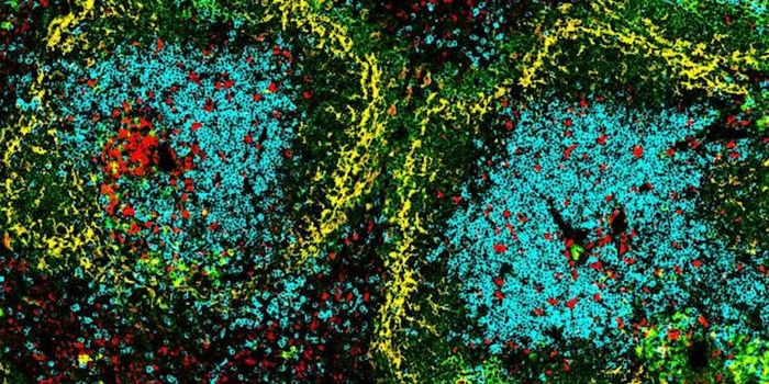 New Insight Into a Crucial Immune Cell