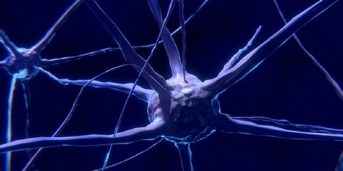 Somas and Dendrites and Neurons, Oh My!