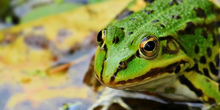 Climate Change Isn't the Leading Cause of Global Amphibian Decline; Humans Are