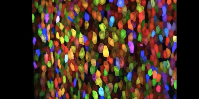 A New Type of Cell Division is Discovered