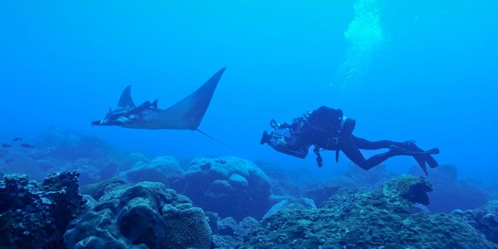 First-Known Manta Ray Nursery Discovered