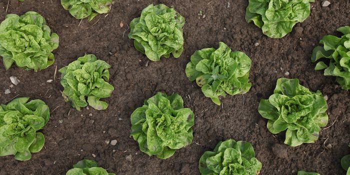 Plant-based vaccines?