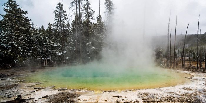 Elusive Yellowstone Bacteria is Isolated, Cultured