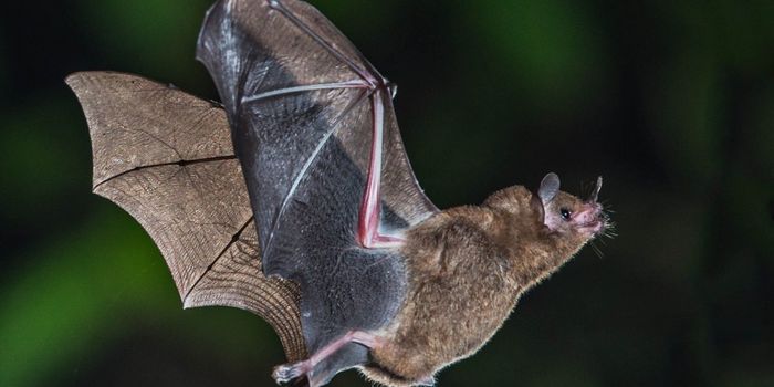 The Unusual Microbiome of Bats