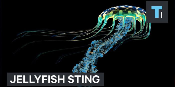 What NOT to Do to a Jellyfish Sting