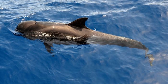 Dozens of Beached Pilot Whales in Iceland Prompt Major Rescue Effort