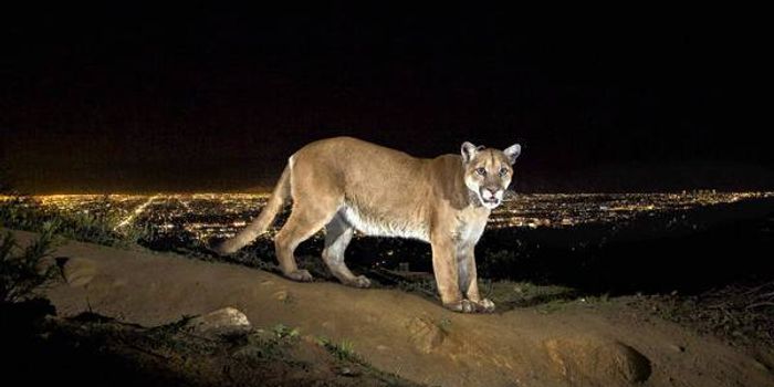 Mountain Lion Attack to Blame for Koala Death in CA Zoo?