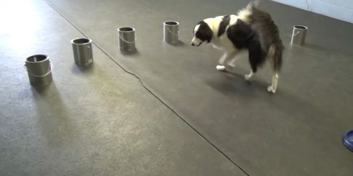 These Dogs Can Detect Seizures in Humans Before They Happen