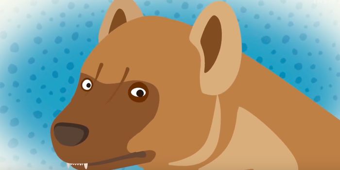 These Animals Experience Harsher Childbirths Than Humans