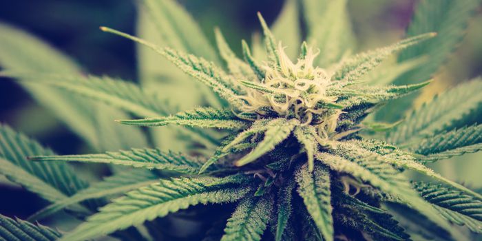 How to Grow a High Yield Cannabis Crop