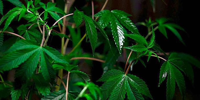 Daily Cannabis Use Linked to Higher Risk of Asthma, COPD